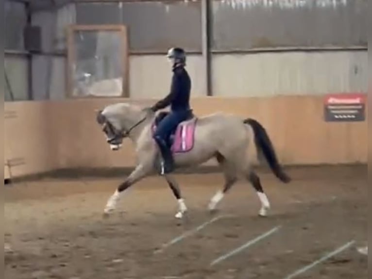 Pony tedesco Giumenta 3 Anni 147 cm Falbo in Achim