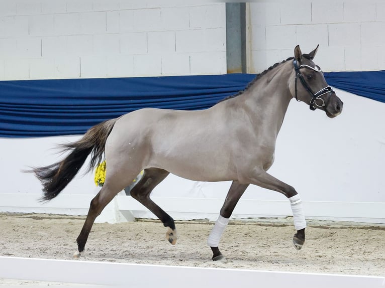 Pony tedesco Giumenta 3 Anni 147 cm Falbo in Marsberg
