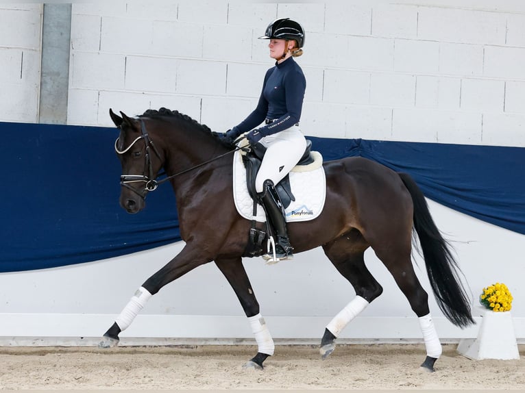 Pony tedesco Giumenta 3 Anni 147 cm Falbo in Marsberg