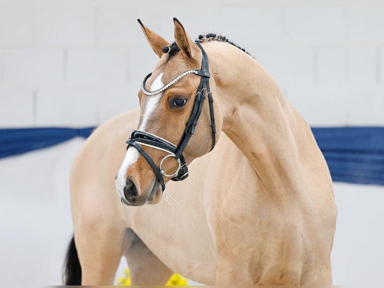 Pony tedesco Giumenta 3 Anni 147 cm Falbo in Marsberg