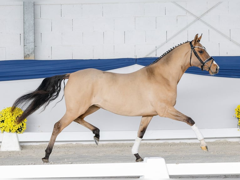 Pony tedesco Giumenta 3 Anni 147 cm Falbo in Marsberg