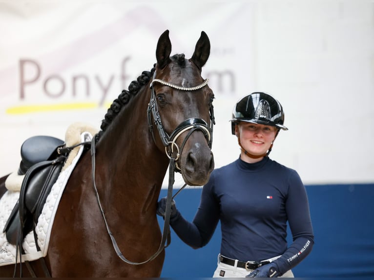 Pony tedesco Giumenta 3 Anni 147 cm Falbo in Marsberg