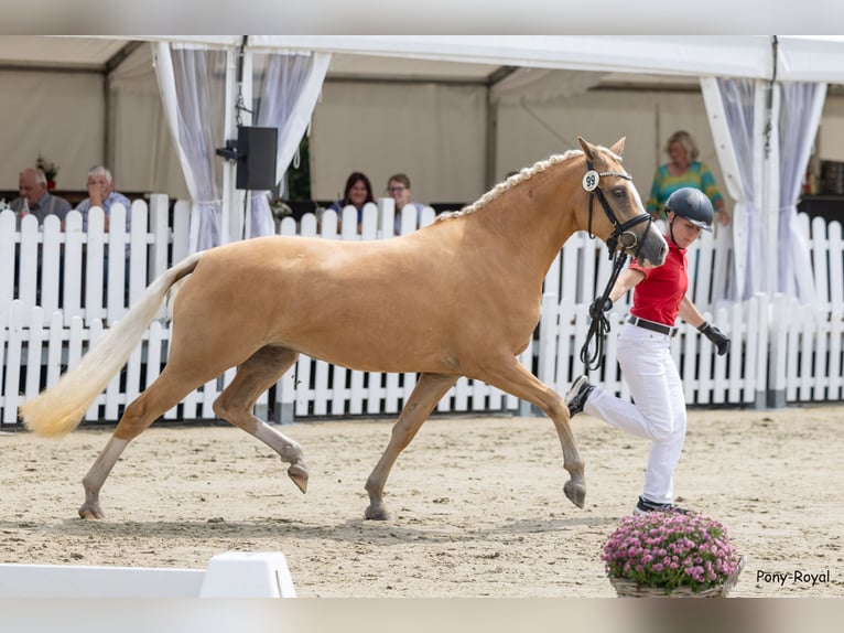 Pony tedesco Giumenta 3 Anni 147 cm Palomino in Oelde