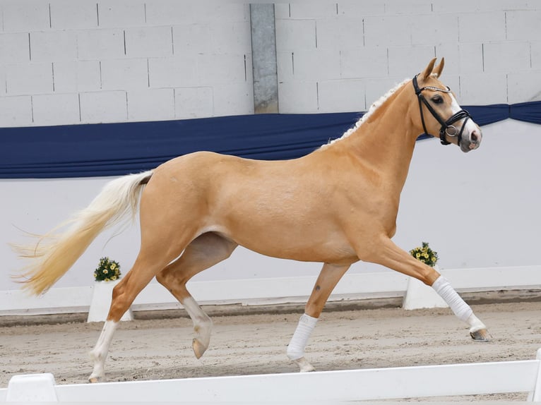 Pony tedesco Giumenta 3 Anni 147 cm Palomino in Marsberg