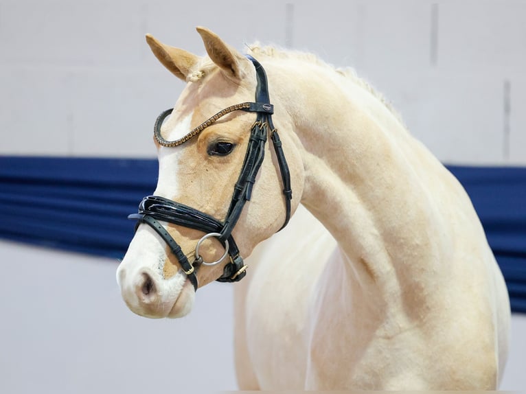 Pony tedesco Giumenta 3 Anni 147 cm Palomino in Marsberg