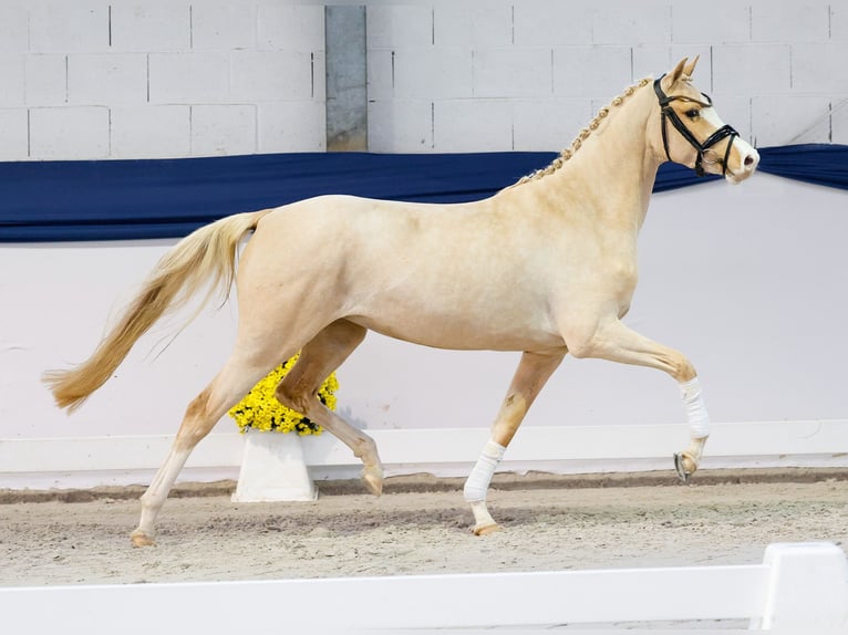 Pony tedesco Giumenta 3 Anni 147 cm Palomino in Marsberg