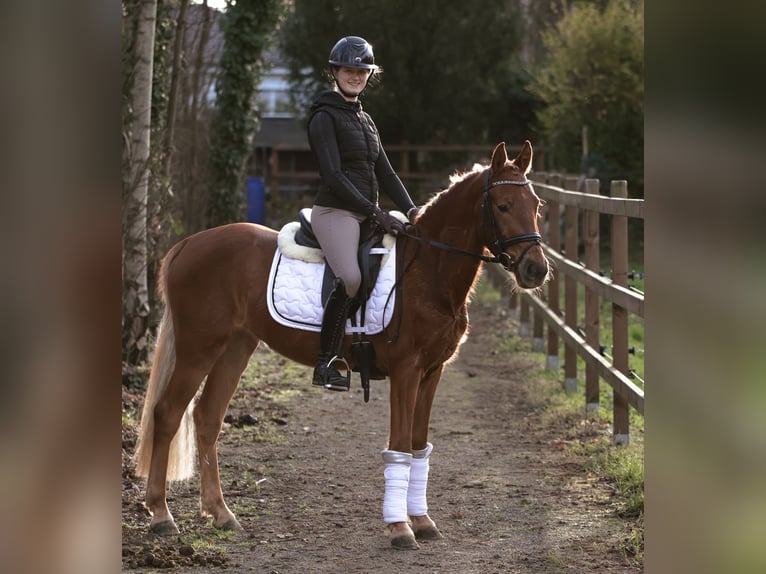 Pony tedesco Giumenta 3 Anni 147 cm Sauro in Lünen