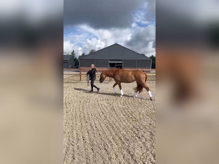 Pony tedesco Giumenta 3 Anni 147 cm Sauro in Someren