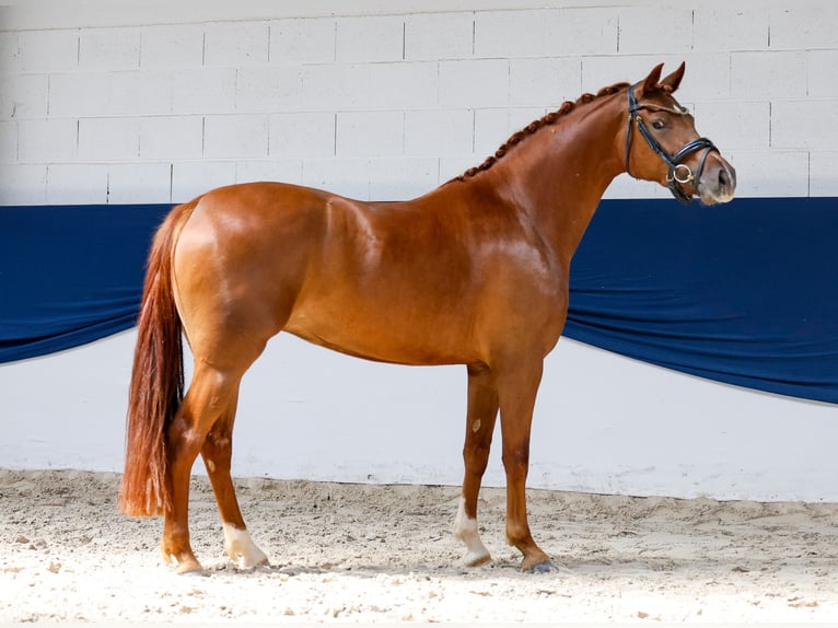 Pony tedesco Giumenta 3 Anni 147 cm Sauro in Marsberg