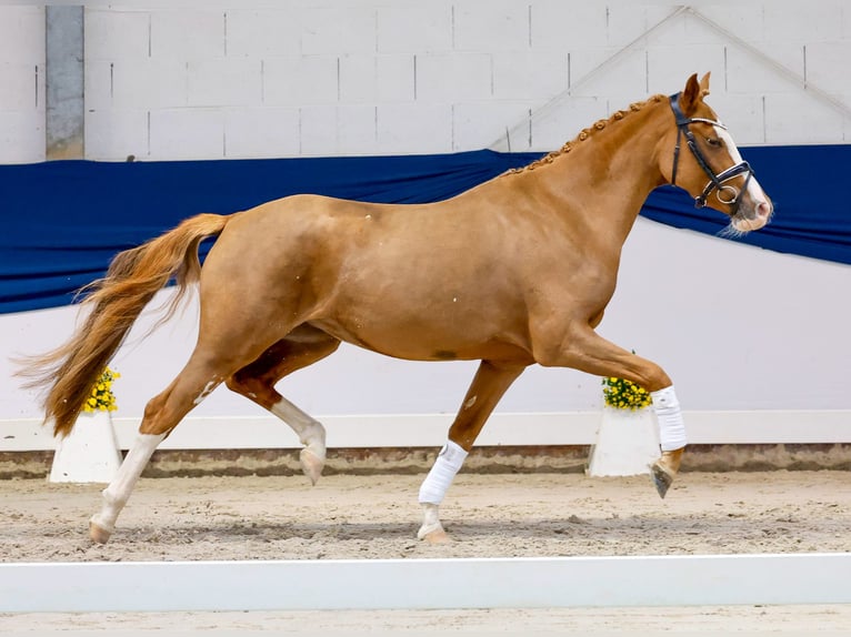 Pony tedesco Giumenta 3 Anni 147 cm Sauro in Marsberg
