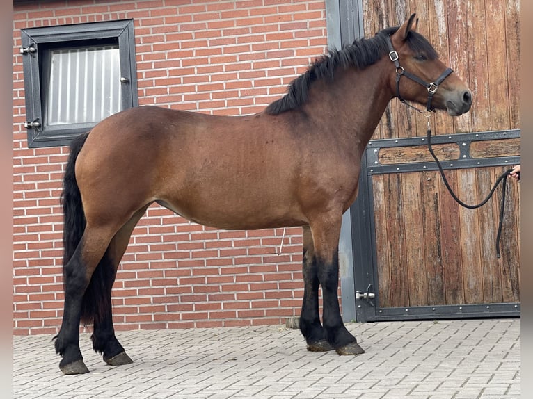 Pony tedesco Mix Giumenta 3 Anni 148 cm Baio in Zieuwent