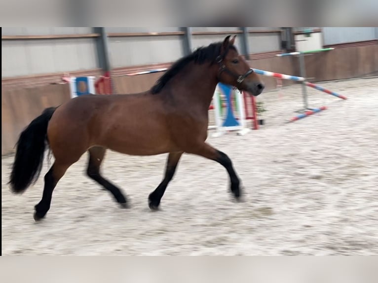 Pony tedesco Mix Giumenta 3 Anni 148 cm Baio in Zieuwent