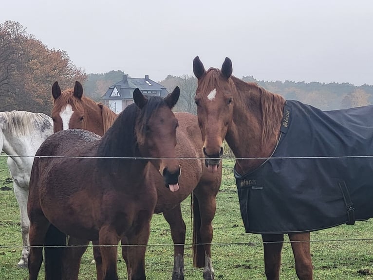 Pony tedesco Mix Giumenta 3 Anni 148 cm Baio in Oranienburg