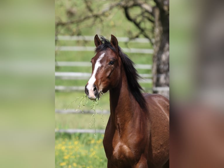 Pony tedesco Mix Giumenta 3 Anni 148 cm Baio in Waldshut-Tiengen