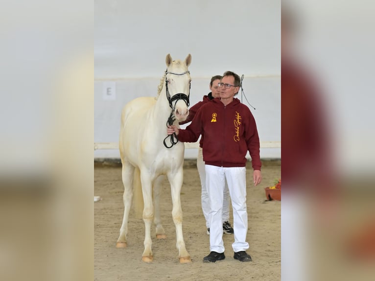 Pony tedesco Giumenta 3 Anni 148 cm Cremello in Bubenheim