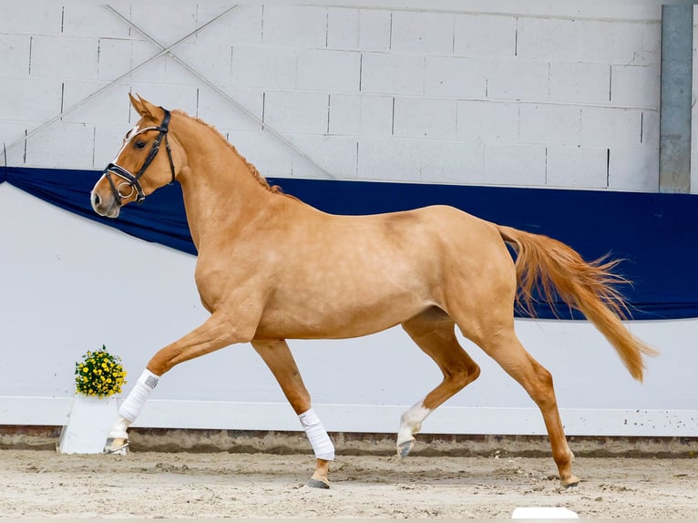 Pony tedesco Giumenta 3 Anni 148 cm Dunalino in Marsberg