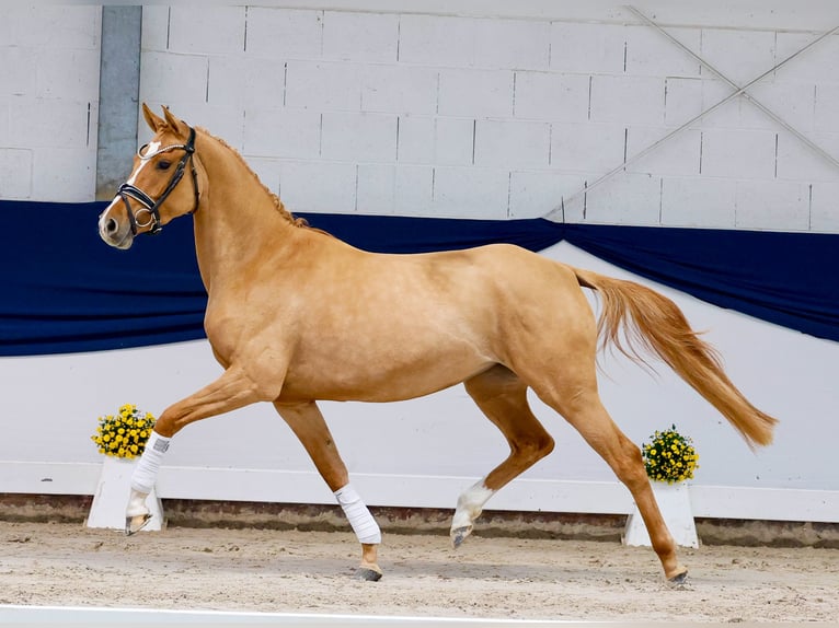 Pony tedesco Giumenta 3 Anni 148 cm Dunalino in Marsberg