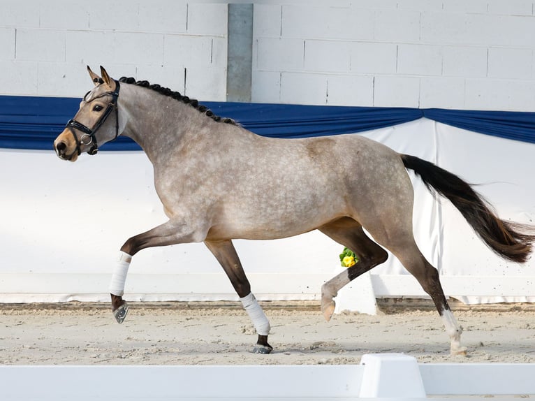 Pony tedesco Giumenta 3 Anni 148 cm Falbo in Marsberg
