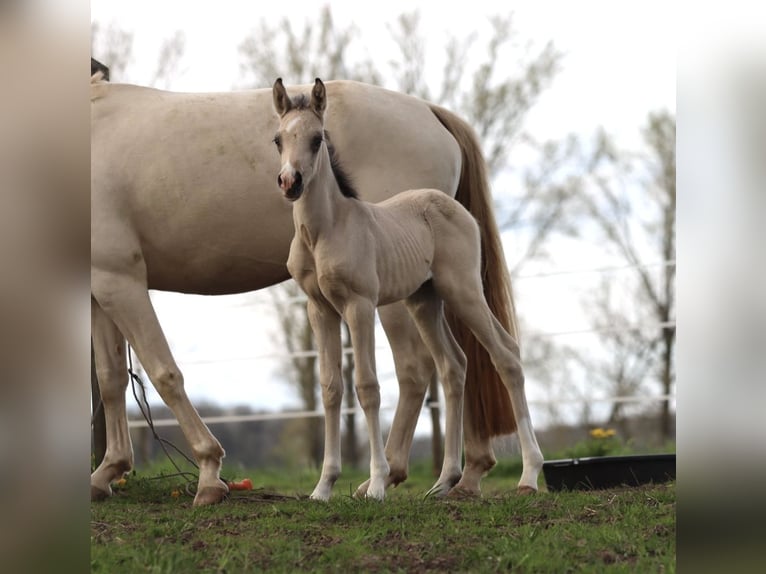 Pony tedesco Giumenta 3 Anni 148 cm Pelle di daino in Simmershofen