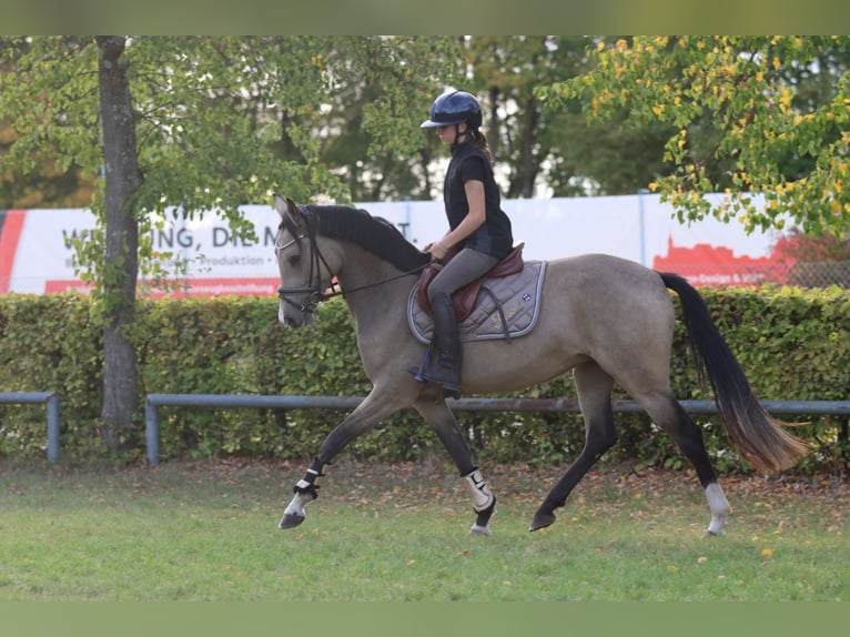 Pony tedesco Giumenta 3 Anni 148 cm Pelle di daino in Simmershofen