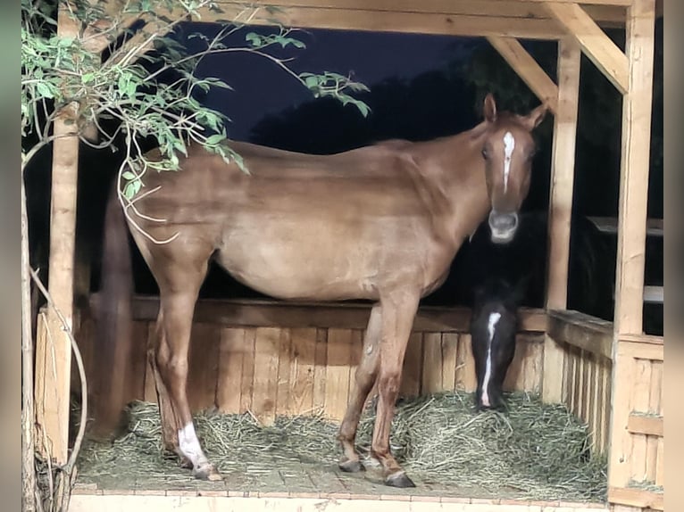 Pony tedesco Giumenta 3 Anni 148 cm Red dun in Ostfildern