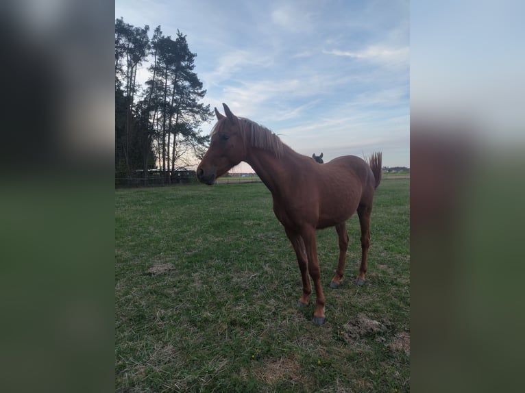 Pony tedesco Giumenta 3 Anni 148 cm Sauro ciliegia in Gunzenhausen