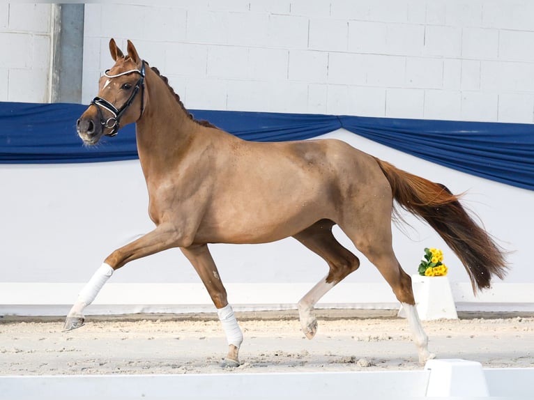 Pony tedesco Giumenta 3 Anni 148 cm Sauro scuro in Marsberg