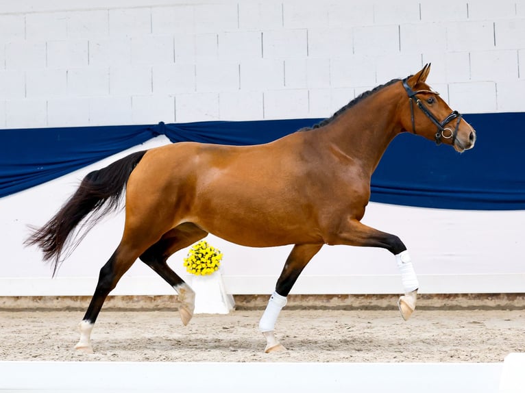 Pony tedesco Giumenta 3 Anni 149 cm Baio in Marsberg