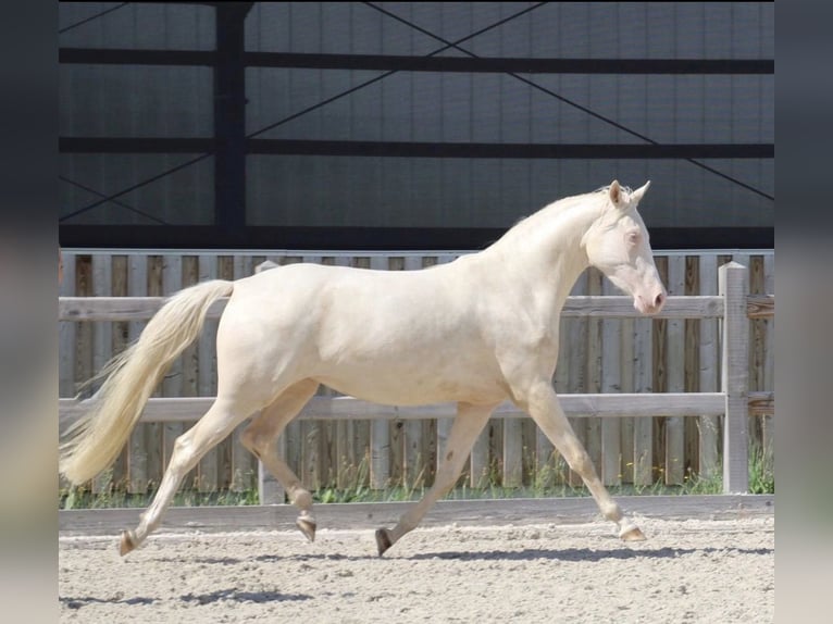 Pony tedesco Giumenta 3 Anni 149 cm Cremello in Dresden