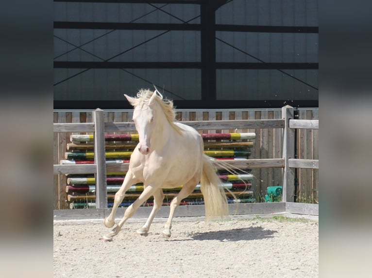 Pony tedesco Giumenta 3 Anni 149 cm Cremello in Dresden