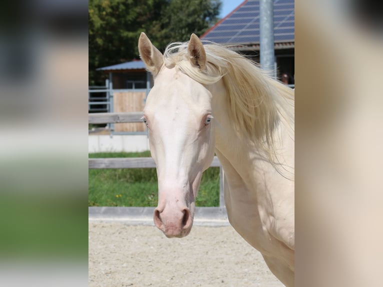 Pony tedesco Giumenta 3 Anni 149 cm Cremello in Dresden