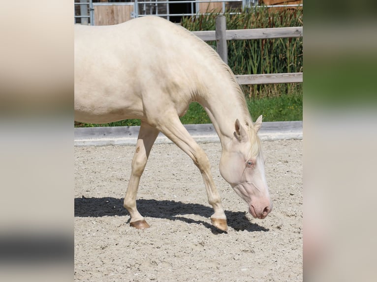 Pony tedesco Giumenta 3 Anni 149 cm Cremello in Dresden