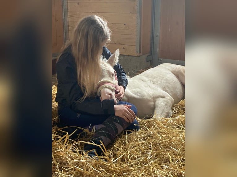 Pony tedesco Giumenta 3 Anni 149 cm Cremello in Dresden