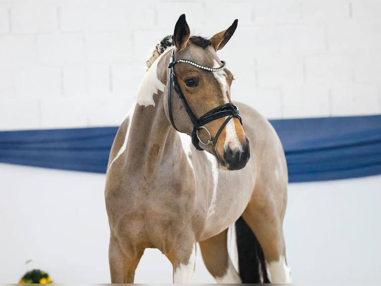 Pony tedesco Giumenta 3 Anni 149 cm Pezzato in Marsberg