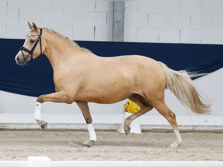Pony tedesco Giumenta 3 Anni 151 cm Palomino in Marsberg