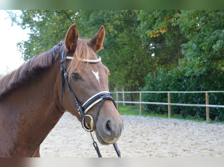 Pony tedesco Giumenta 3 Anni 151 cm Sauro scuro in Bispingen