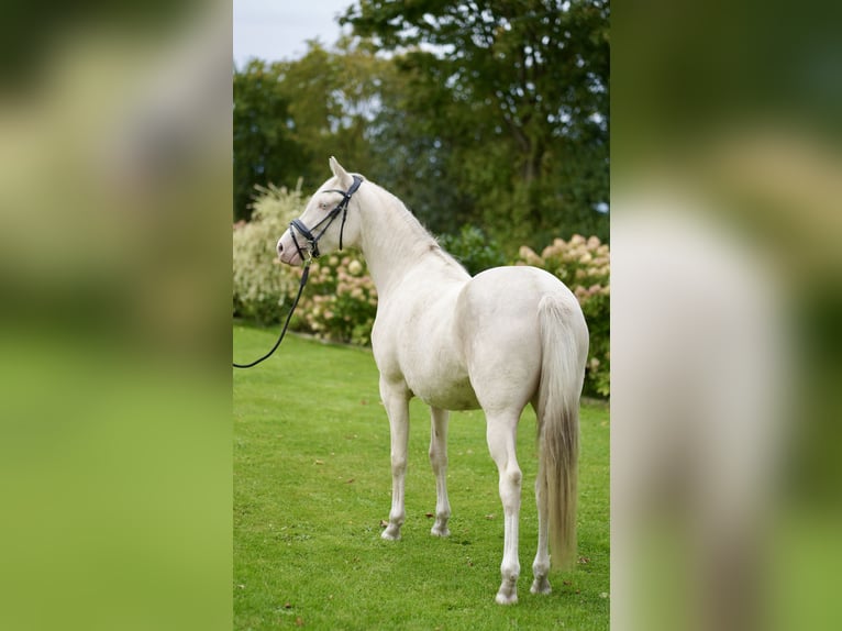 Pony tedesco Giumenta 3 Anni 152 cm Cremello in D&#xF6;rpum