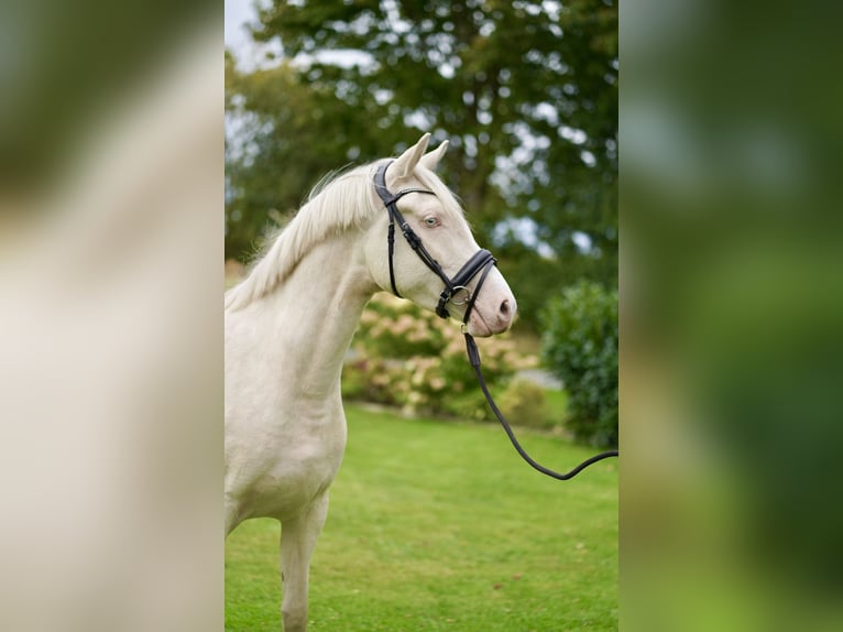 Pony tedesco Giumenta 3 Anni 152 cm Cremello in D&#xF6;rpum