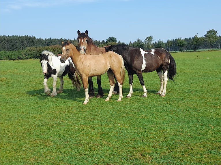 Pony tedesco Mix Giumenta 3 Anni 152 cm Falbo in M&#xFC;nchberg