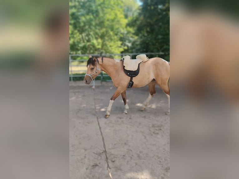 Pony tedesco Mix Giumenta 3 Anni 152 cm Falbo in M&#xFC;nchberg
