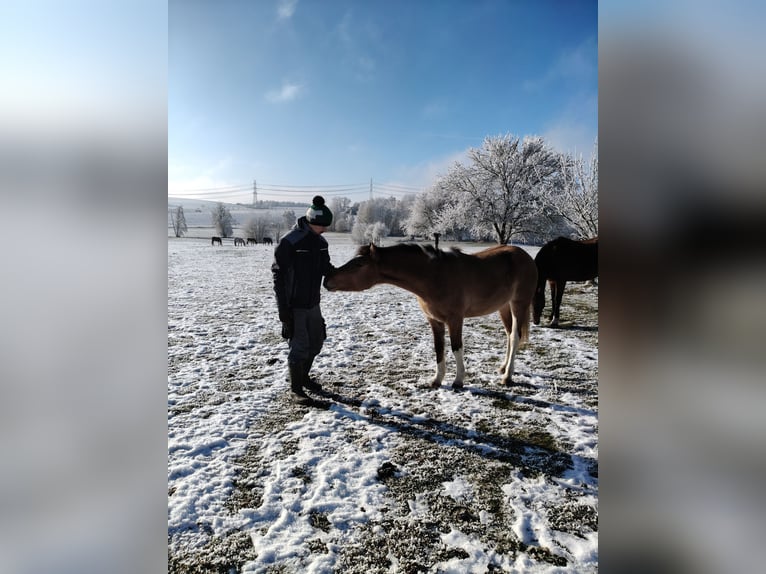 Pony tedesco Mix Giumenta 3 Anni 152 cm Falbo in M&#xFC;nchberg