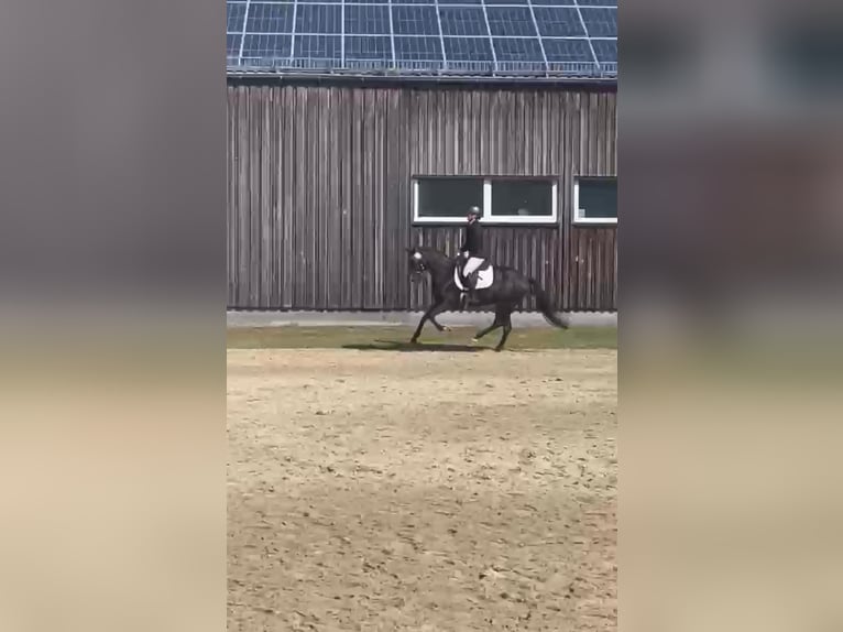 Pony tedesco Giumenta 3 Anni 153 cm Baio nero in Meinersen