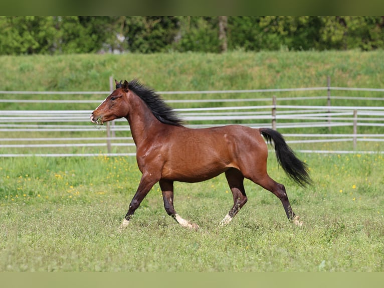 Pony tedesco Mix Giumenta 3 Anni 153 cm Baio in Waldshut-Tiengen