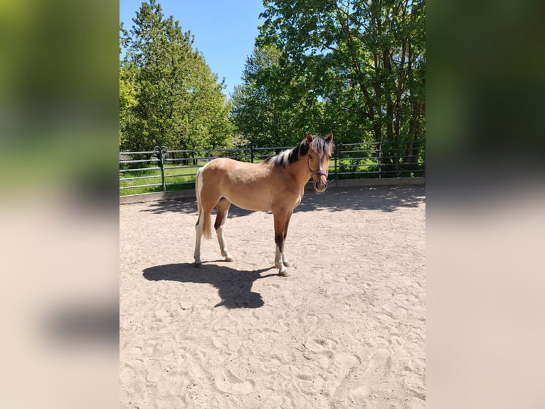Pony tedesco Mix Giumenta 3 Anni 153 cm Falbo in M&#xFC;nchberg