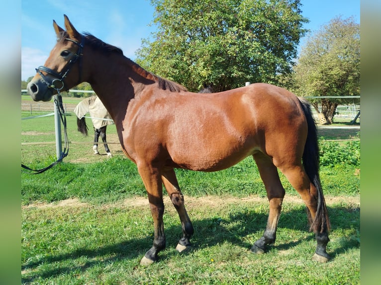 Pony tedesco Giumenta 3 Anni 155 cm Baio in Markgröningen