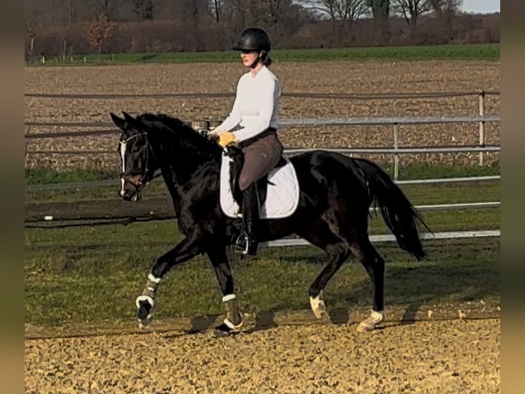Pony tedesco Giumenta 3 Anni Baio scuro in Billerbeck