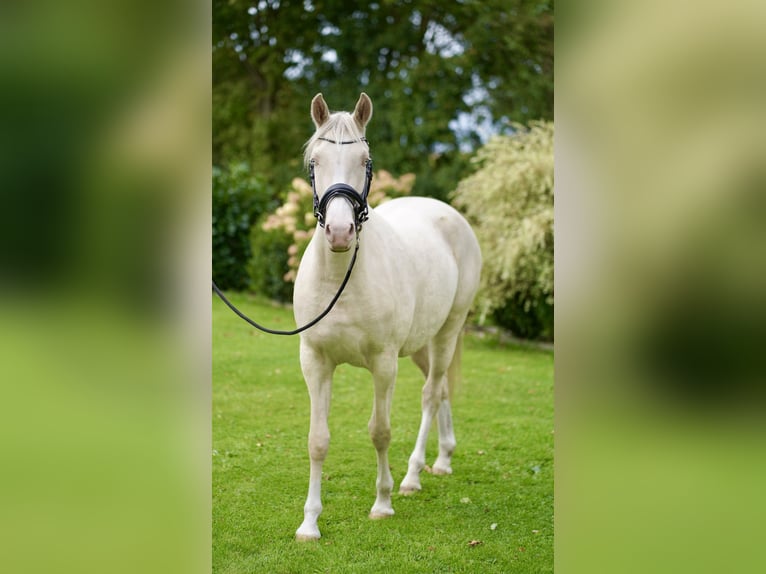 Pony tedesco Giumenta 3 Anni Cremello in D&#xF6;rpum
