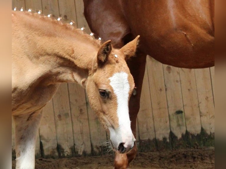 Pony tedesco Giumenta 3 Anni Sauro in Reichenwalde