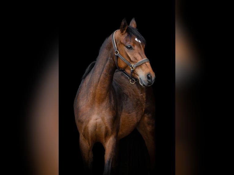 Pony tedesco Giumenta 4 Anni 135 cm Baio in Maulbronn