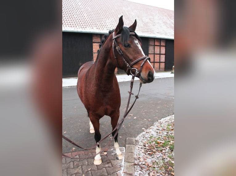 Pony tedesco Giumenta 4 Anni 140 cm Baio in Warendorf